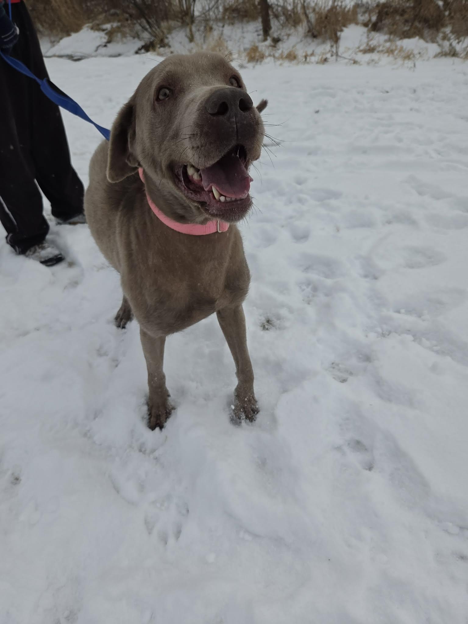 Stellanot Accepting Applications Yet! thumbnail 6