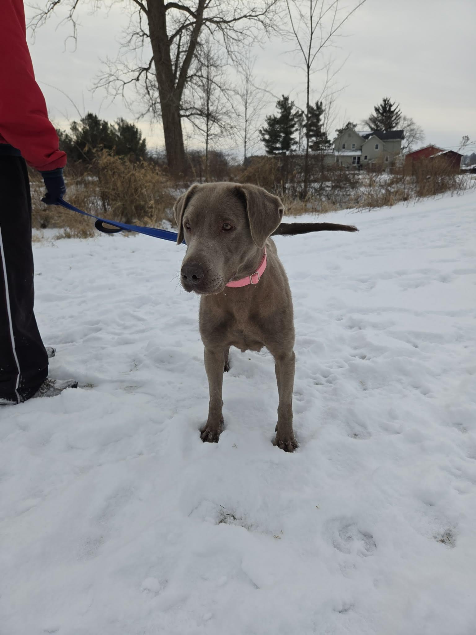 Stella-Not Accepting Applications Yet!, ADOPTABLE, Adult Female Chocolate Labrador Retriever.