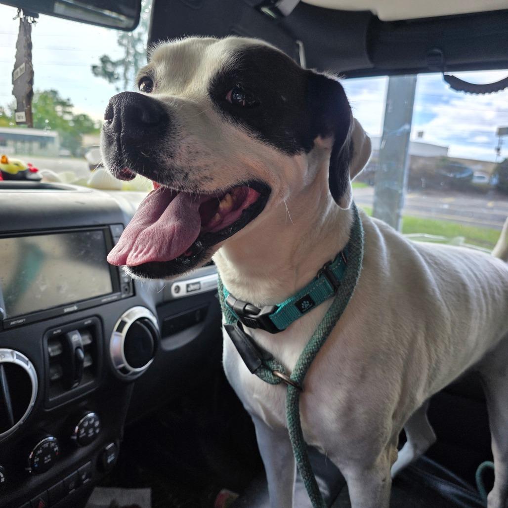 Adrianne, Adoptable, Adult Female Boxer & English Bulldog.