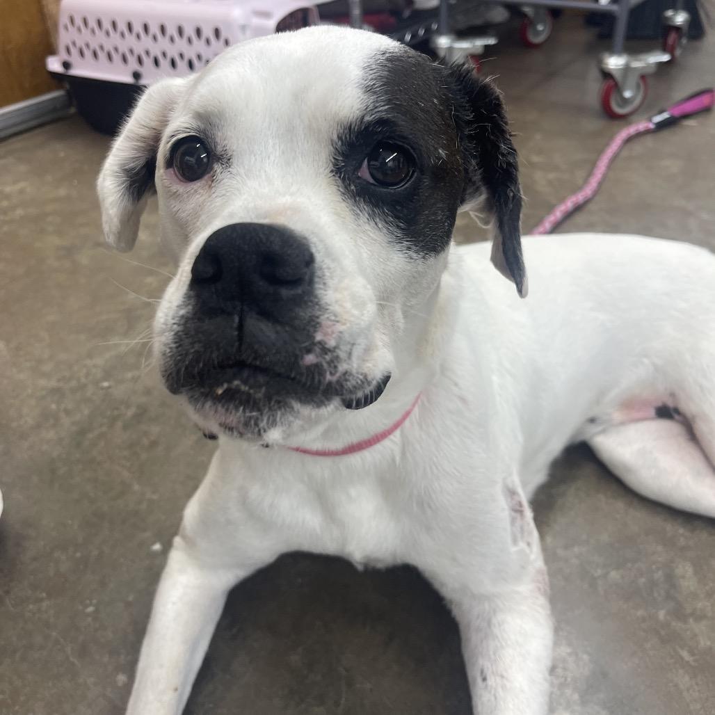 Enlarge Adrianne, a Adoptable mixed breed in Valdosta , GA image 2/6