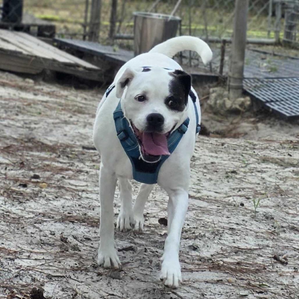 Enlarge Adrianne, a Adoptable mixed breed in Valdosta , GA image 3/6