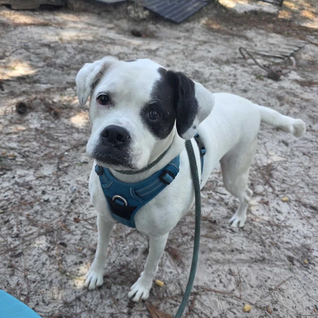 Enlarge Adrianne, a Adoptable mixed breed in Valdosta , GA image 4/6