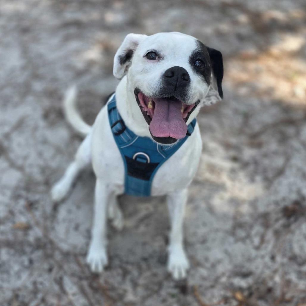 Enlarge Adrianne, a Adoptable mixed breed in Valdosta , GA image 5/6