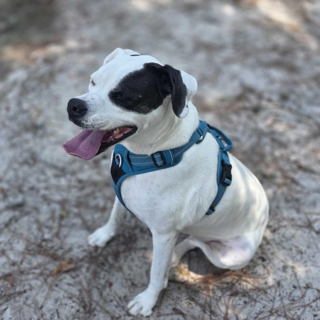 Enlarge Adrianne, a Adoptable mixed breed in Valdosta , GA image 6/6