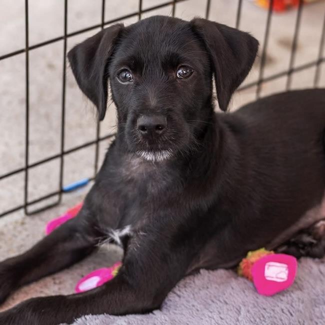 Enlarge Dancer Pup - Tango, a Adoptable mixed breed in San Diego, CA image 1/3