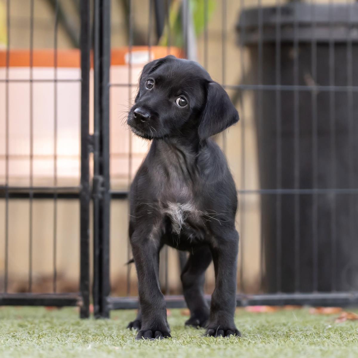 Enlarge Dancer Pup - Tango, a Adoptable mixed breed in San Diego, CA image 2/3