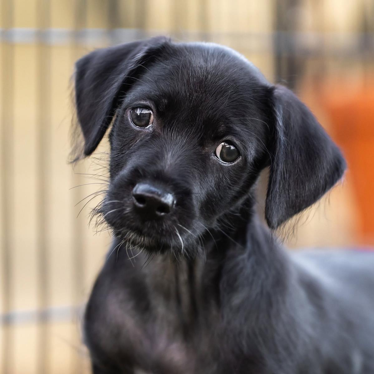 Enlarge Dancer Pup - Tango, a Adoptable mixed breed in San Diego, CA image 3/3