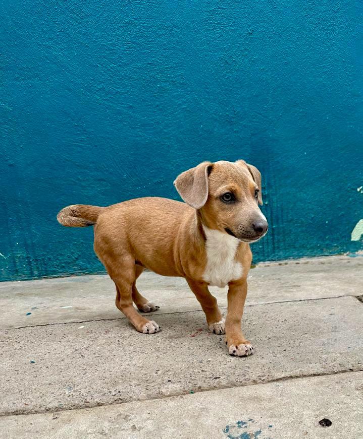 autumn, a Adoptable mixed breed in Tijuana, BCN image 1/2