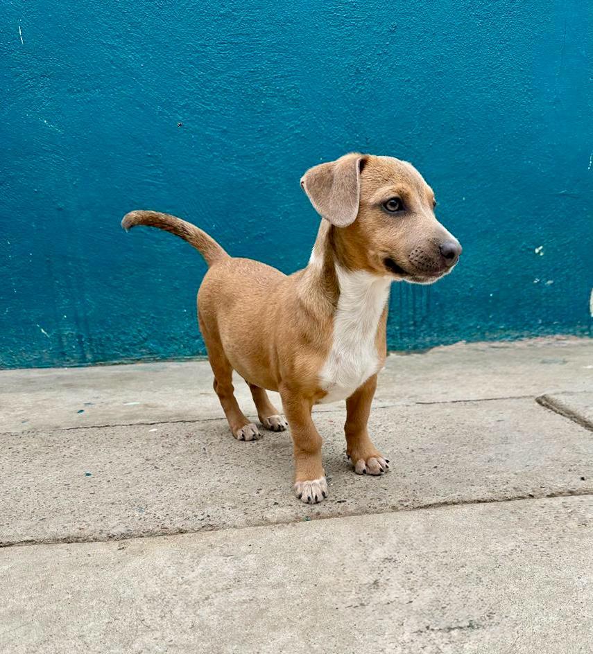 autumn, a Adoptable mixed breed in Tijuana, BCN image 2/2