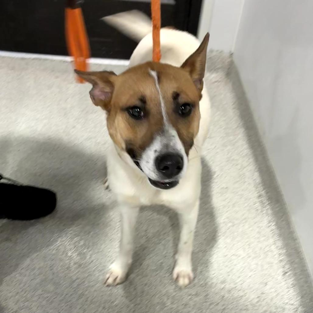 Spice, Adoptable, Adult Female Cattle Dog & Mixed Breed.