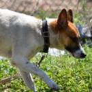 Enlarge Spice, a Adoptable mixed breed in Tampa, FL image 2/5