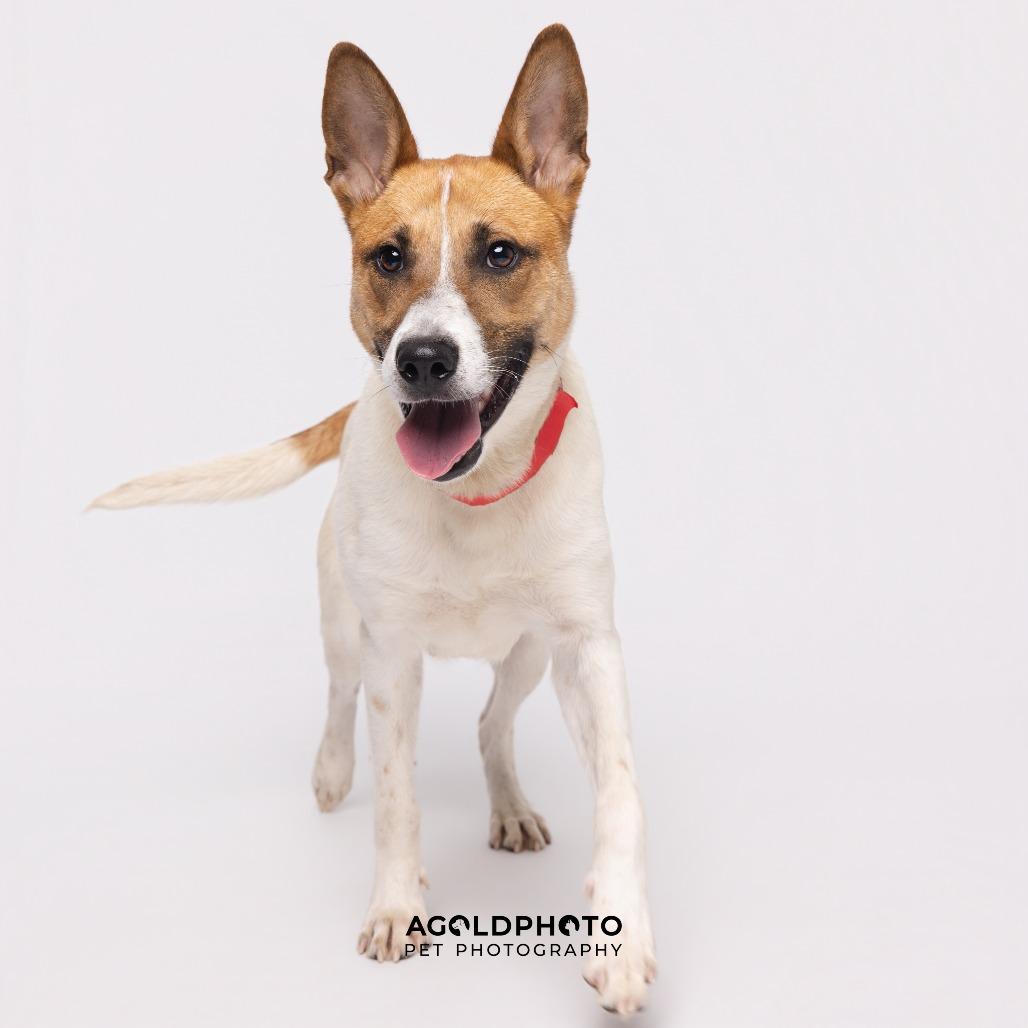 Enlarge Spice, a Adoptable mixed breed in Tampa, FL image 3/5