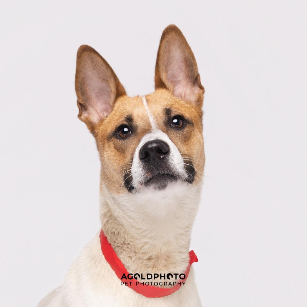 Enlarge Spice, a Adoptable mixed breed in Tampa, FL image 4/5