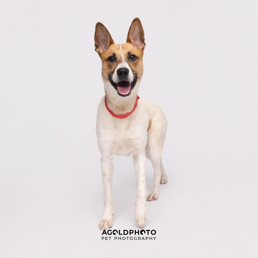 Enlarge Spice, a Adoptable mixed breed in Tampa, FL image 5/5