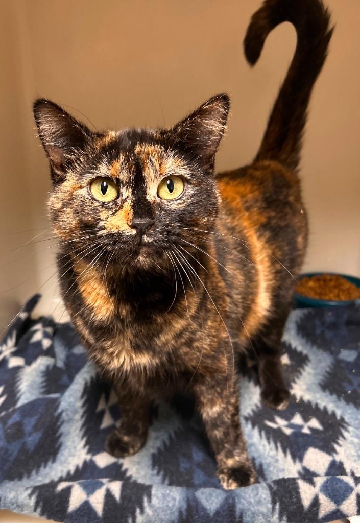 Mirage, a Adoptable mixed breed in Spooner, WI image 2/3