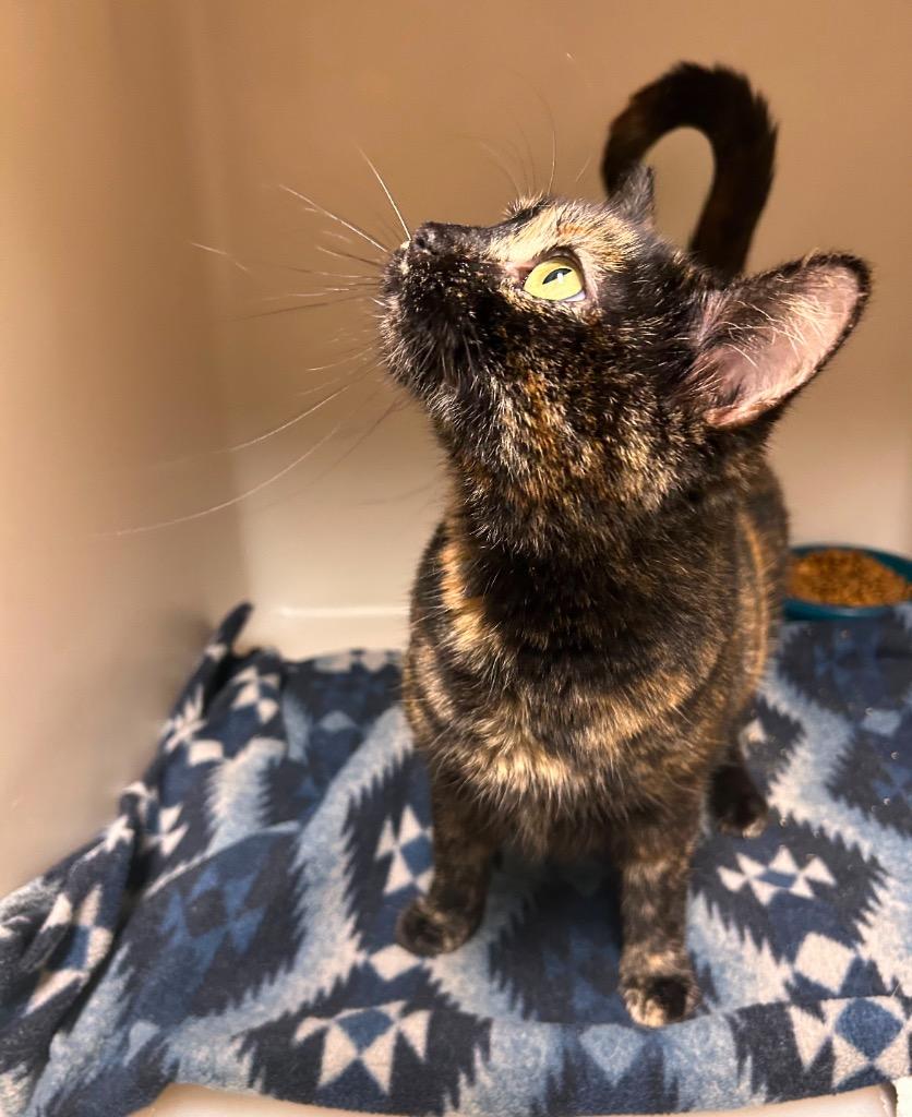 Mirage, a Adoptable mixed breed in Spooner, WI image 3/3