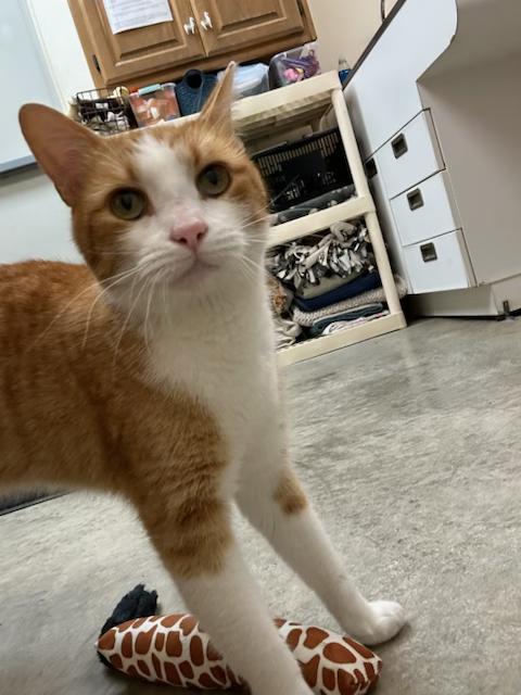 Conrad, ADOPTABLE, Adult Male Domestic Short Hair.