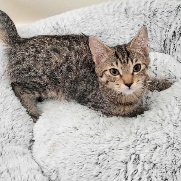Koali, Adopted, Adult Female Domestic Short Hair.