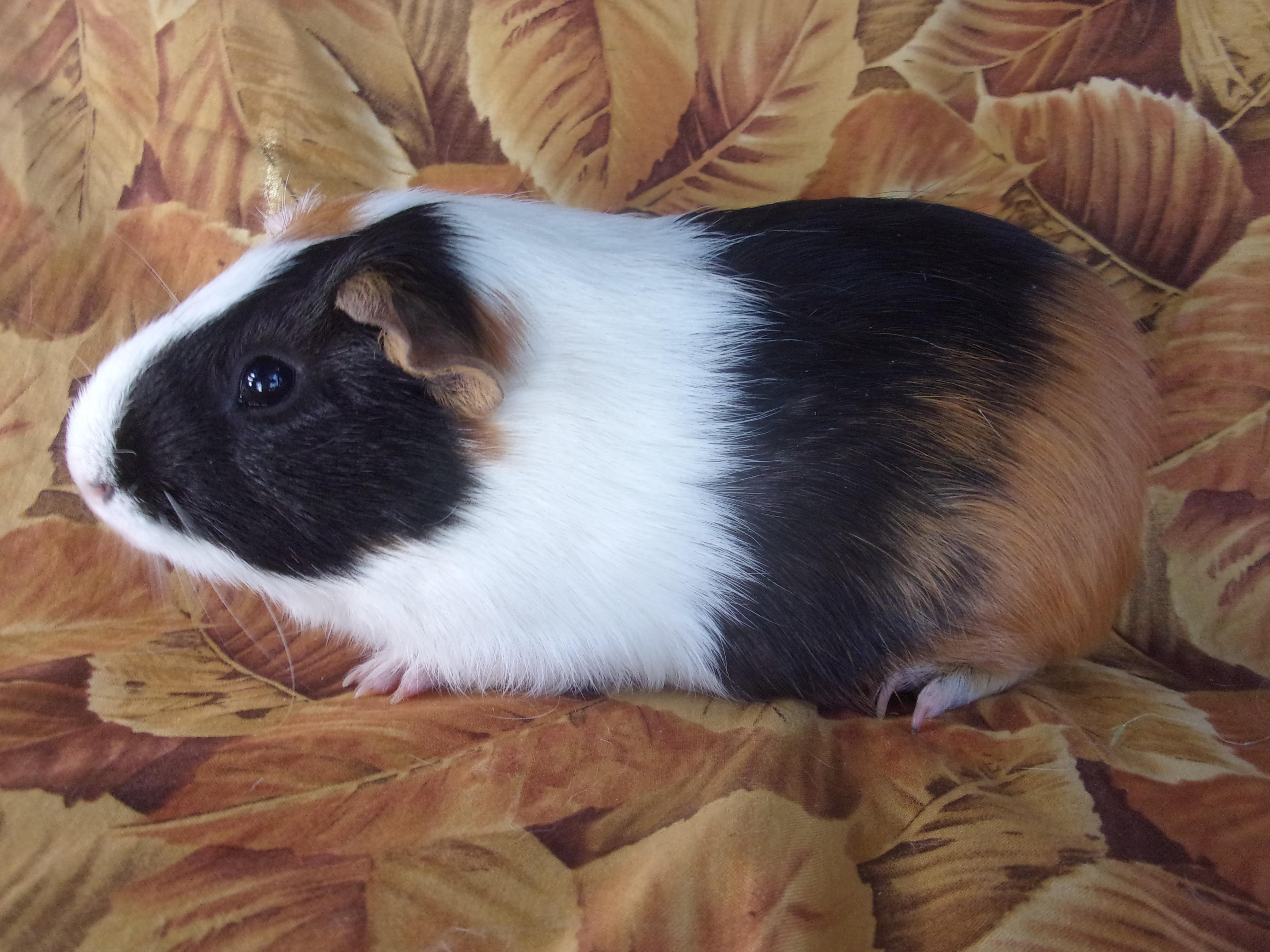 Enlarge Jazz, a Adoptable Short-Haired in Goleta, CA image 2/2