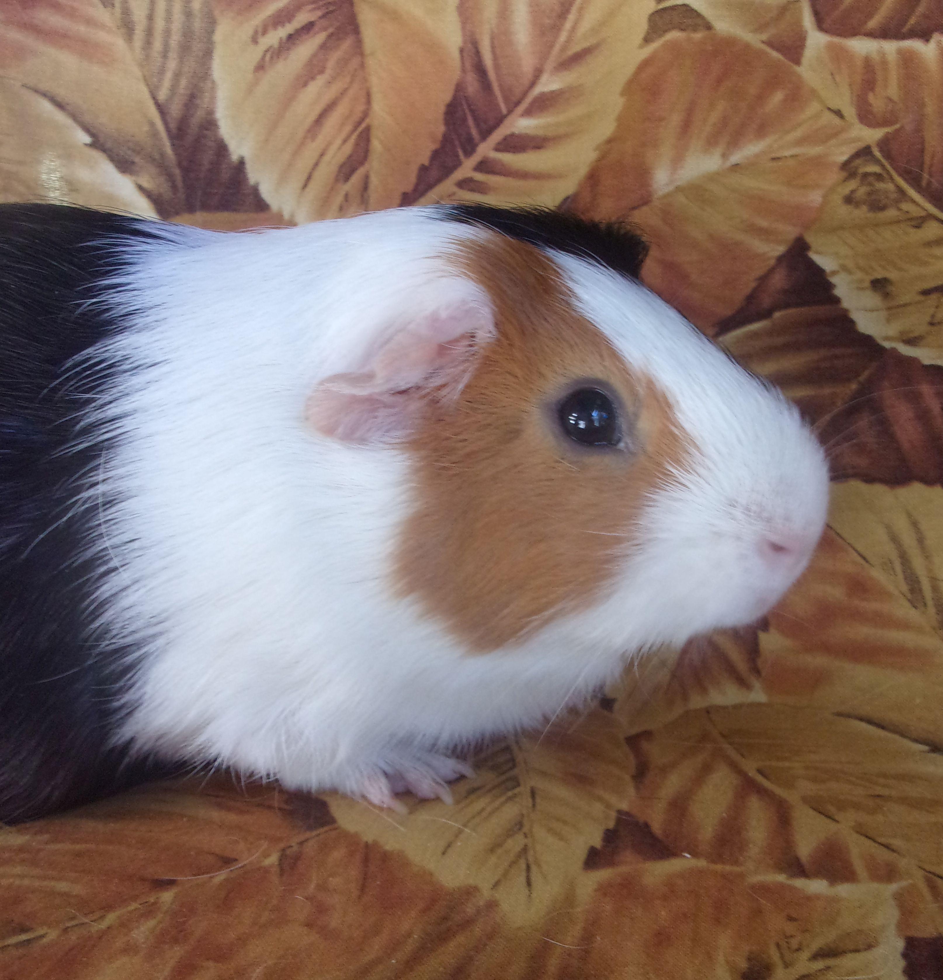 Jazz, Adoptable, Adult Male Short-Haired.