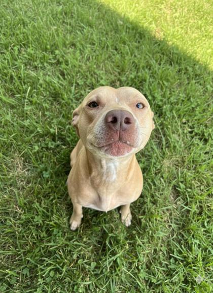 Baby Girl, Adoptable, Adult Female Pit Bull Terrier & Mixed Breed.