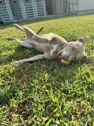 Enlarge Baby Girl, a Adoptable mixed breed in Violet, LA image 2/3