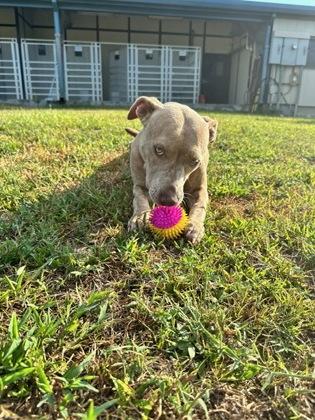 Enlarge Baby Girl, a Adoptable mixed breed in Violet, LA image 3/3