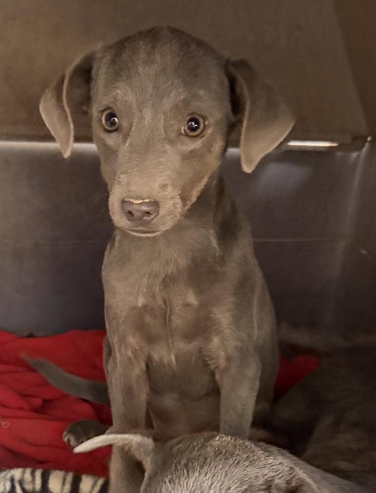 Enlarge Callie, a Adoptable mixed breed in Seguin, TX image 1/1