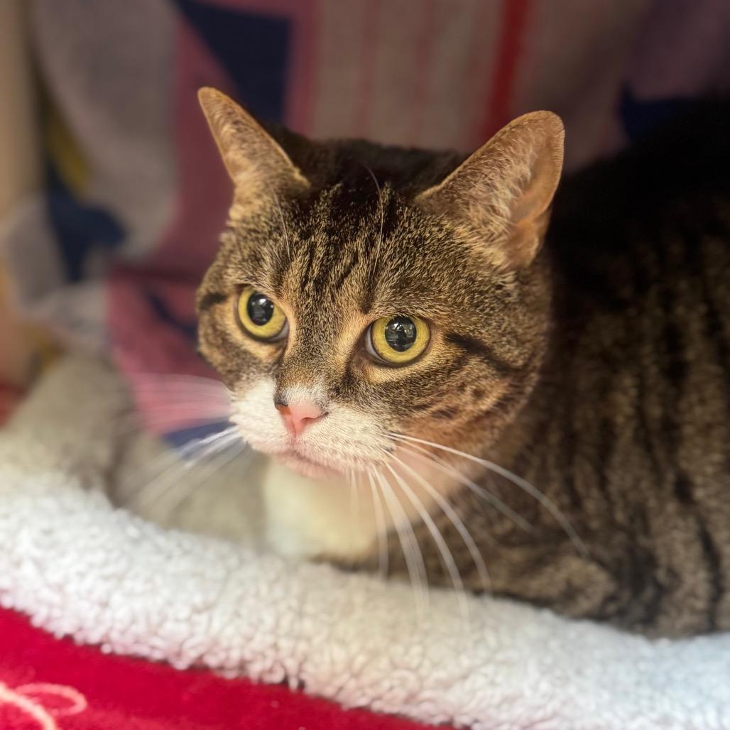 Enlarge Baby, a Adoptable Domestic Short Hair in York, PA image 1/4
