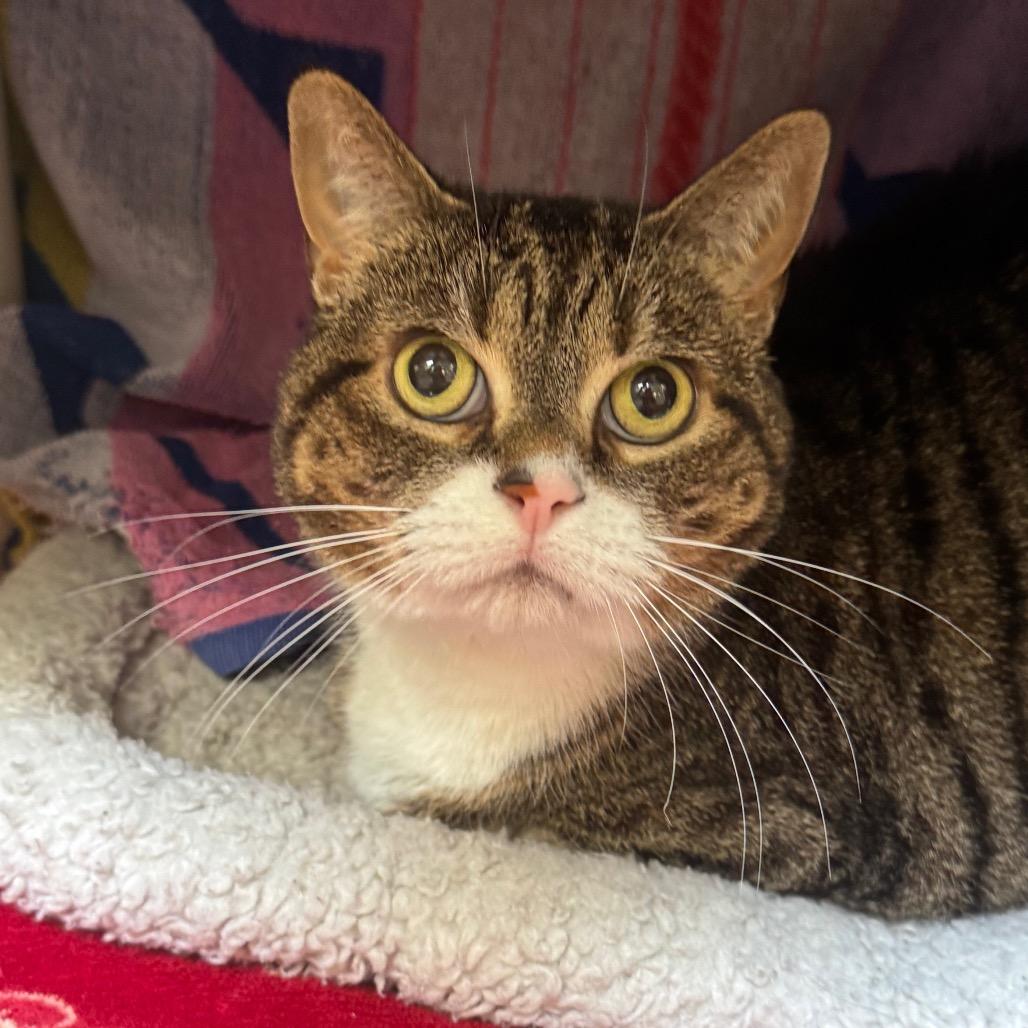 Enlarge Baby, a Adoptable Domestic Short Hair in York, PA image 2/4