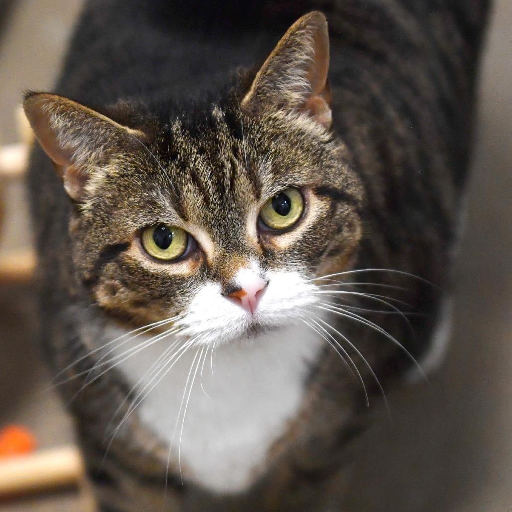 Enlarge Baby, a Adoptable Domestic Short Hair in York, PA image 3/4