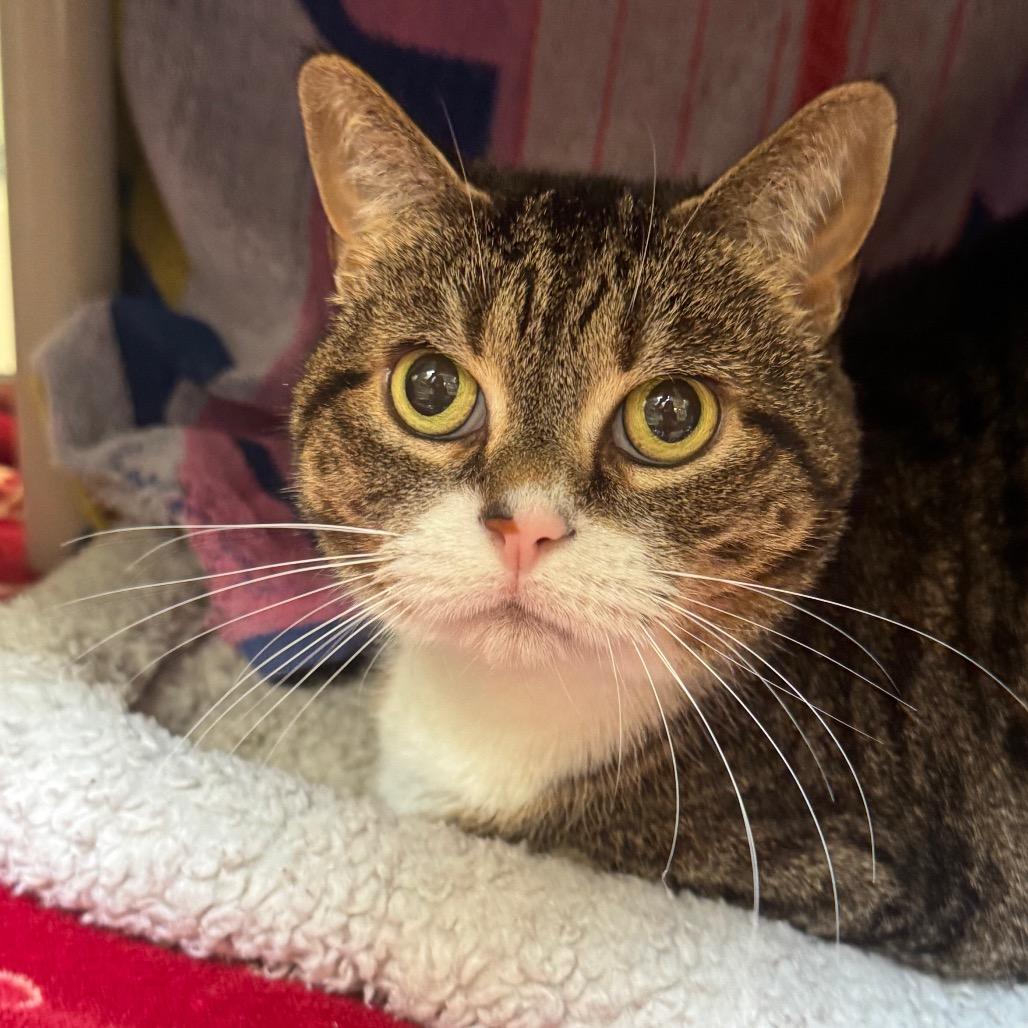 Enlarge Baby, a Adoptable Domestic Short Hair in York, PA image 4/4