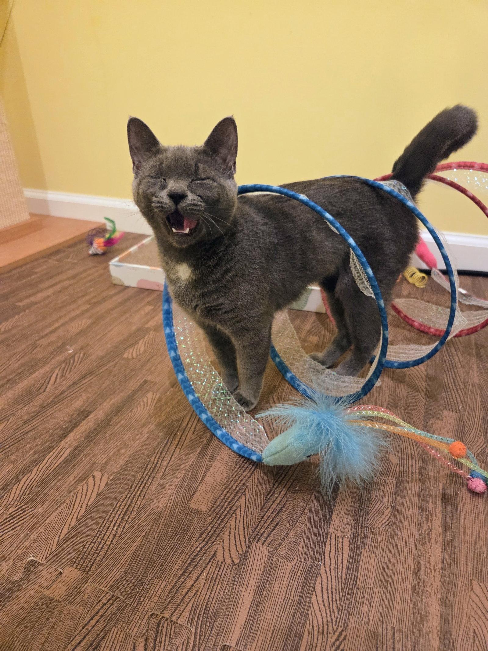 Chicklet Kitten, Adopted, Kitten Female Domestic Short Hair.