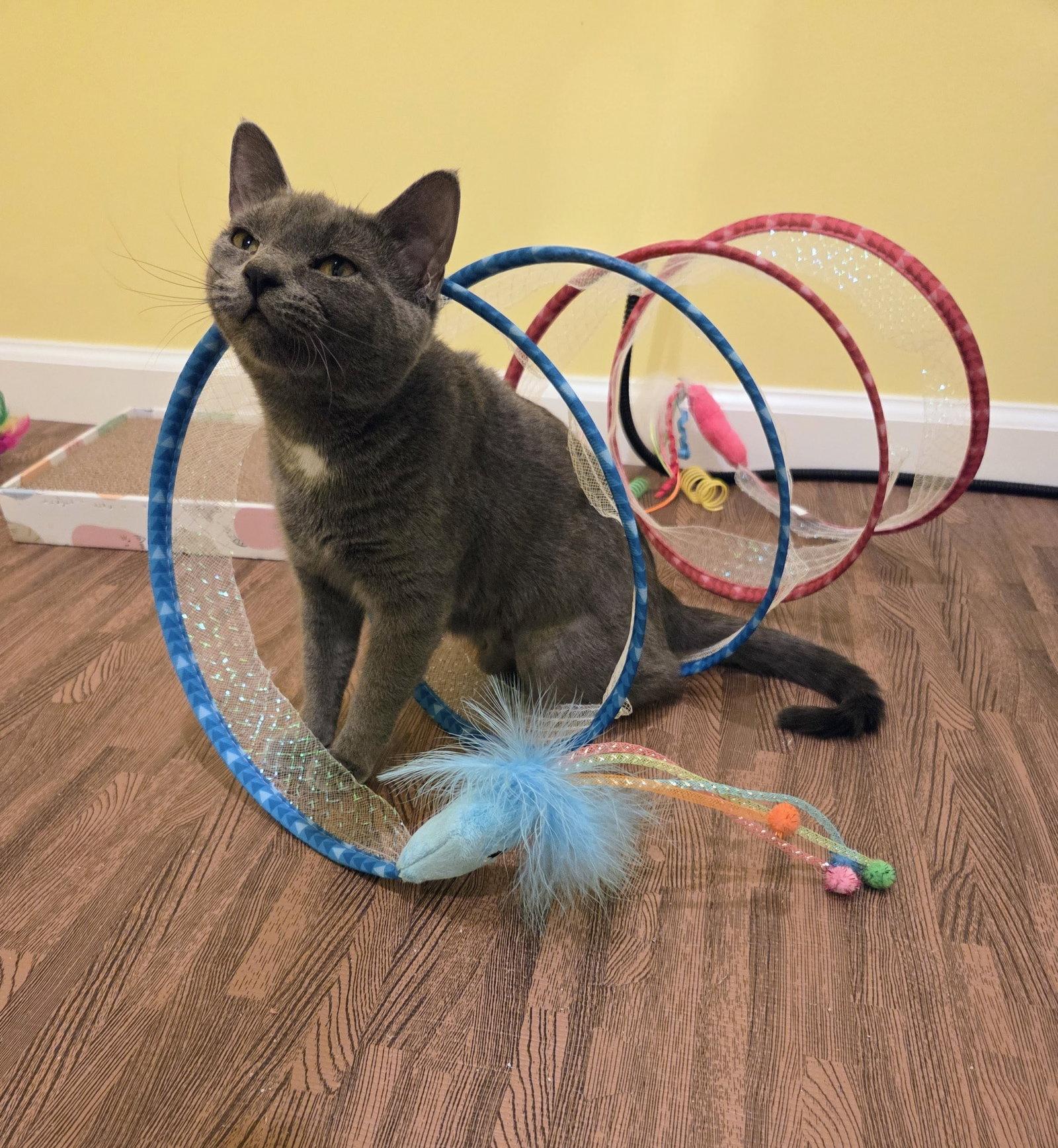 Enlarge Chicklet Kitten, a Adopted Domestic Short Hair in Allentown, PA image 2/3