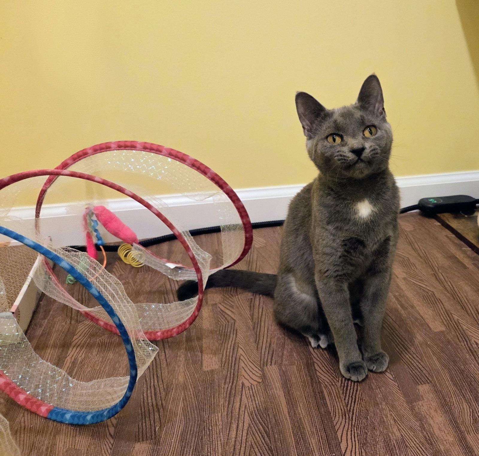 Enlarge Chicklet Kitten, a Adopted Domestic Short Hair in Allentown, PA image 3/3