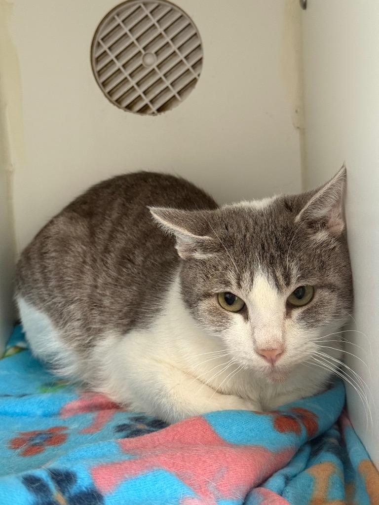 Maple, Adoptable, Young Female Domestic Short Hair.