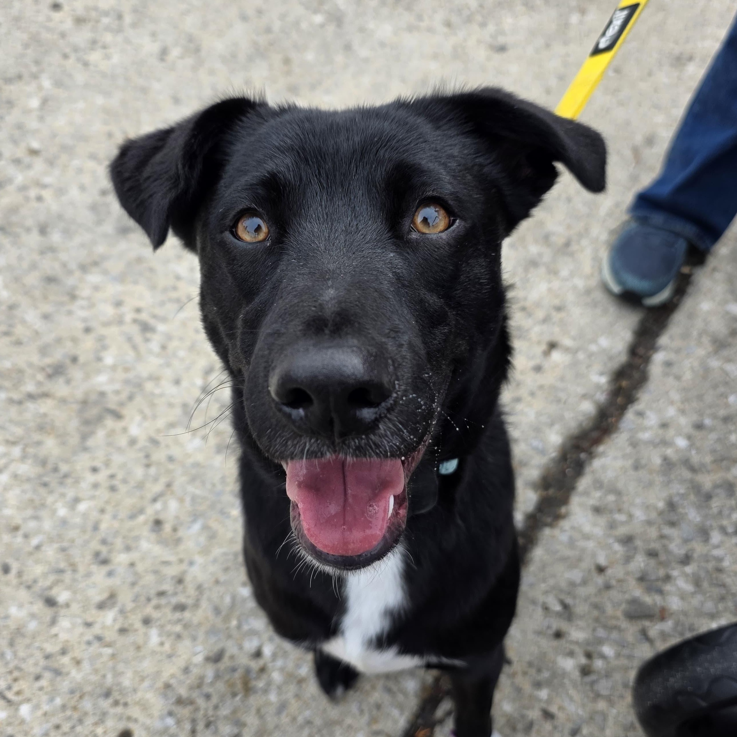 Bubbles, Adoptable, Young Male Labrador Retriever.