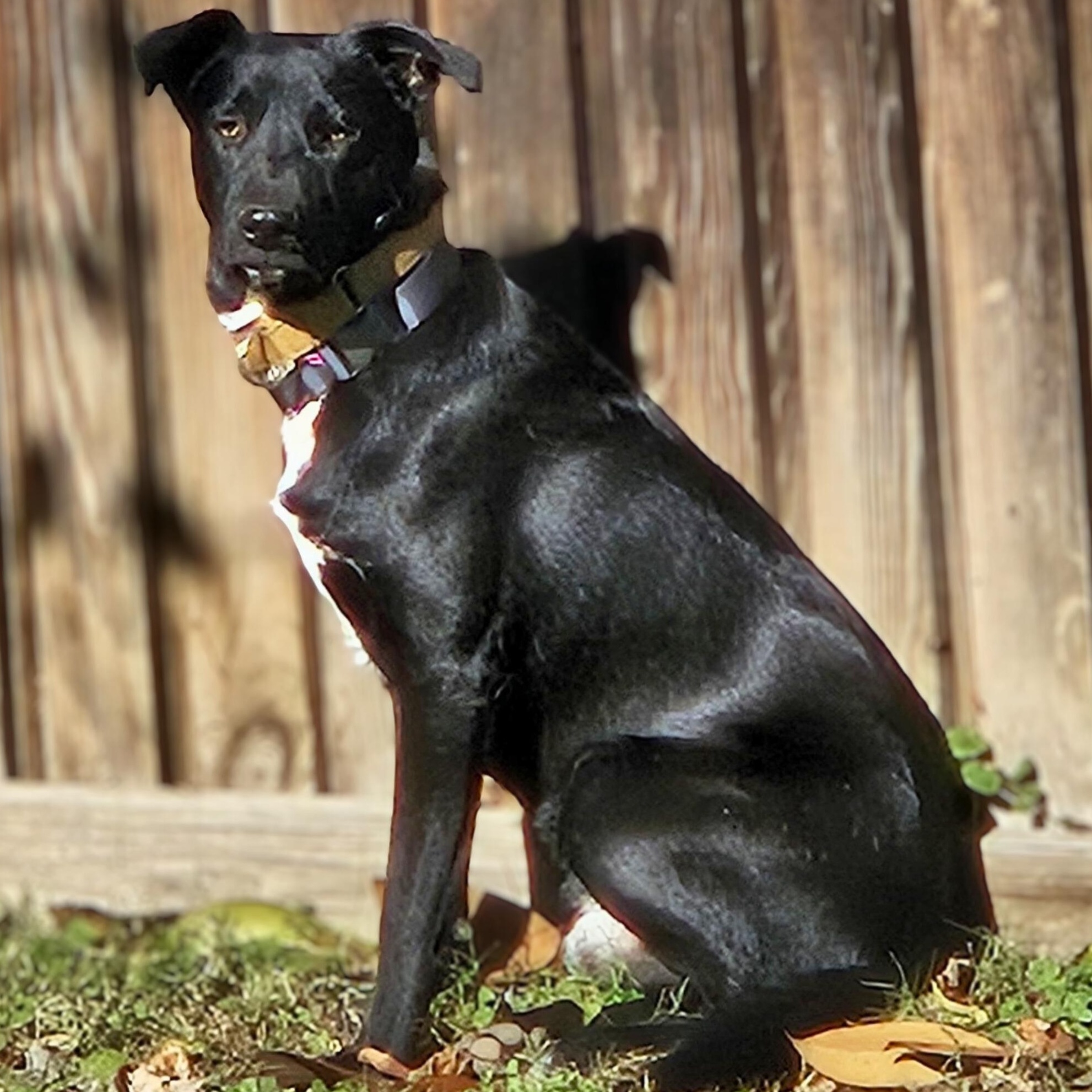 Enlarge Bubbles, a Adoptable mixed breed in Annapolis, MD image 5/6