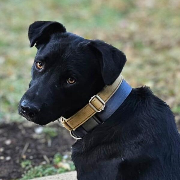 Enlarge Bubbles, a Adoptable mixed breed in Annapolis, MD image 2/6