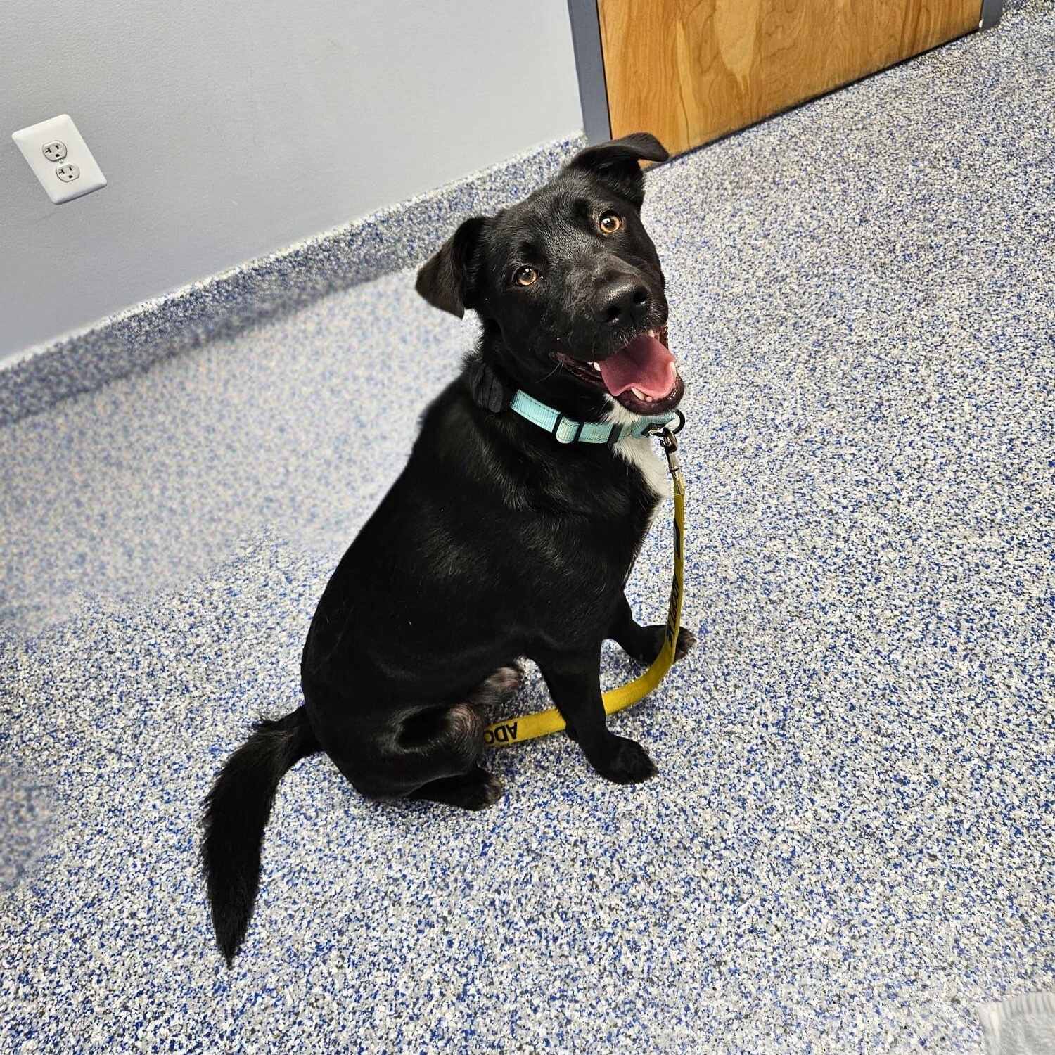 Enlarge Bubbles, a Adoptable mixed breed in Annapolis, MD image 6/6