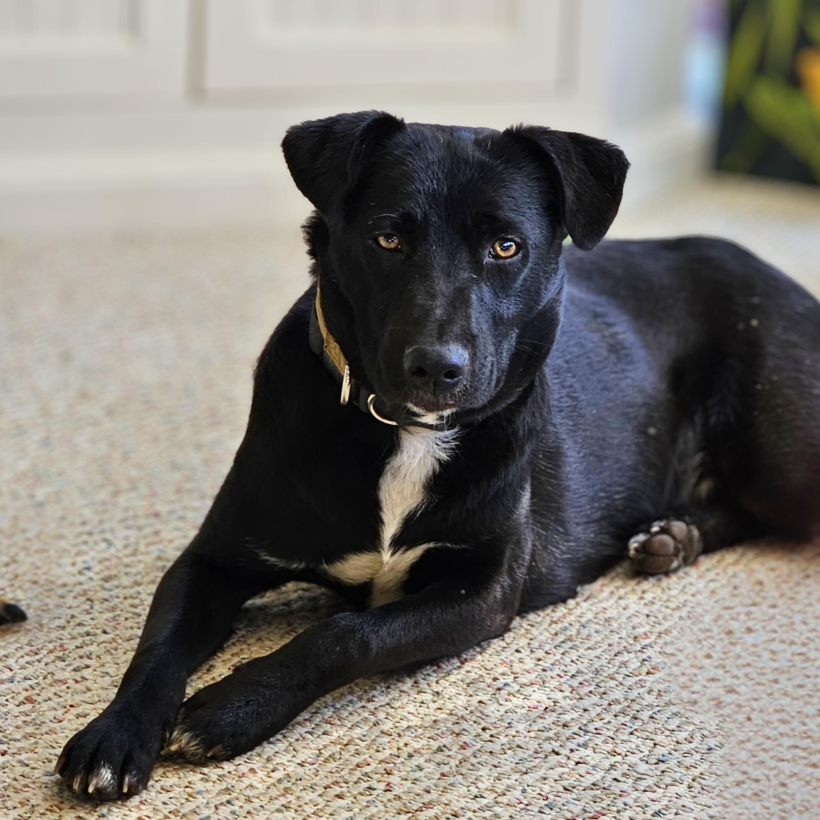 Enlarge Bubbles, a Adoptable mixed breed in Annapolis, MD image 4/6