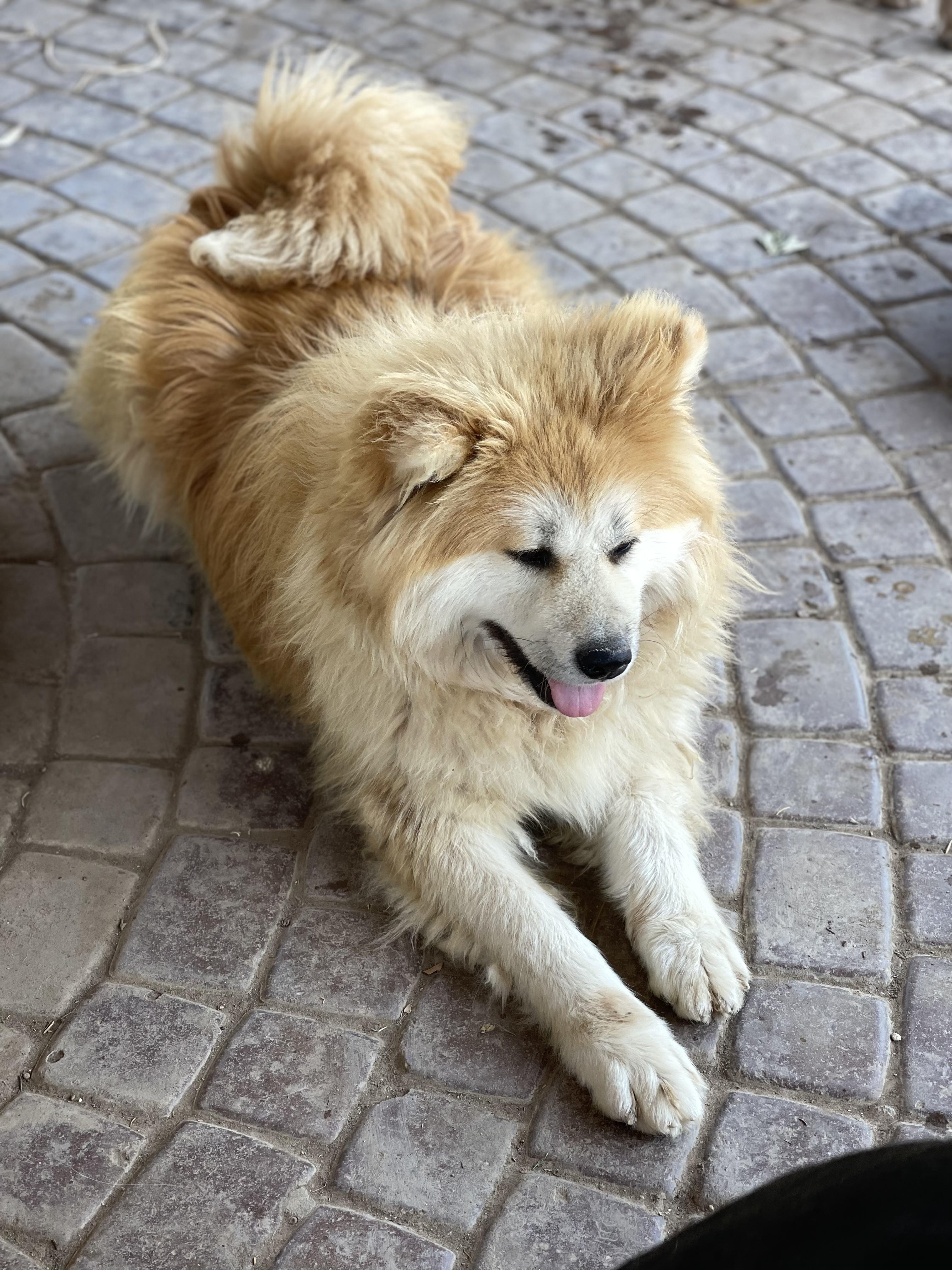 Mellow Mika, an adopted mixed breed in Montreal , QC image 4/4