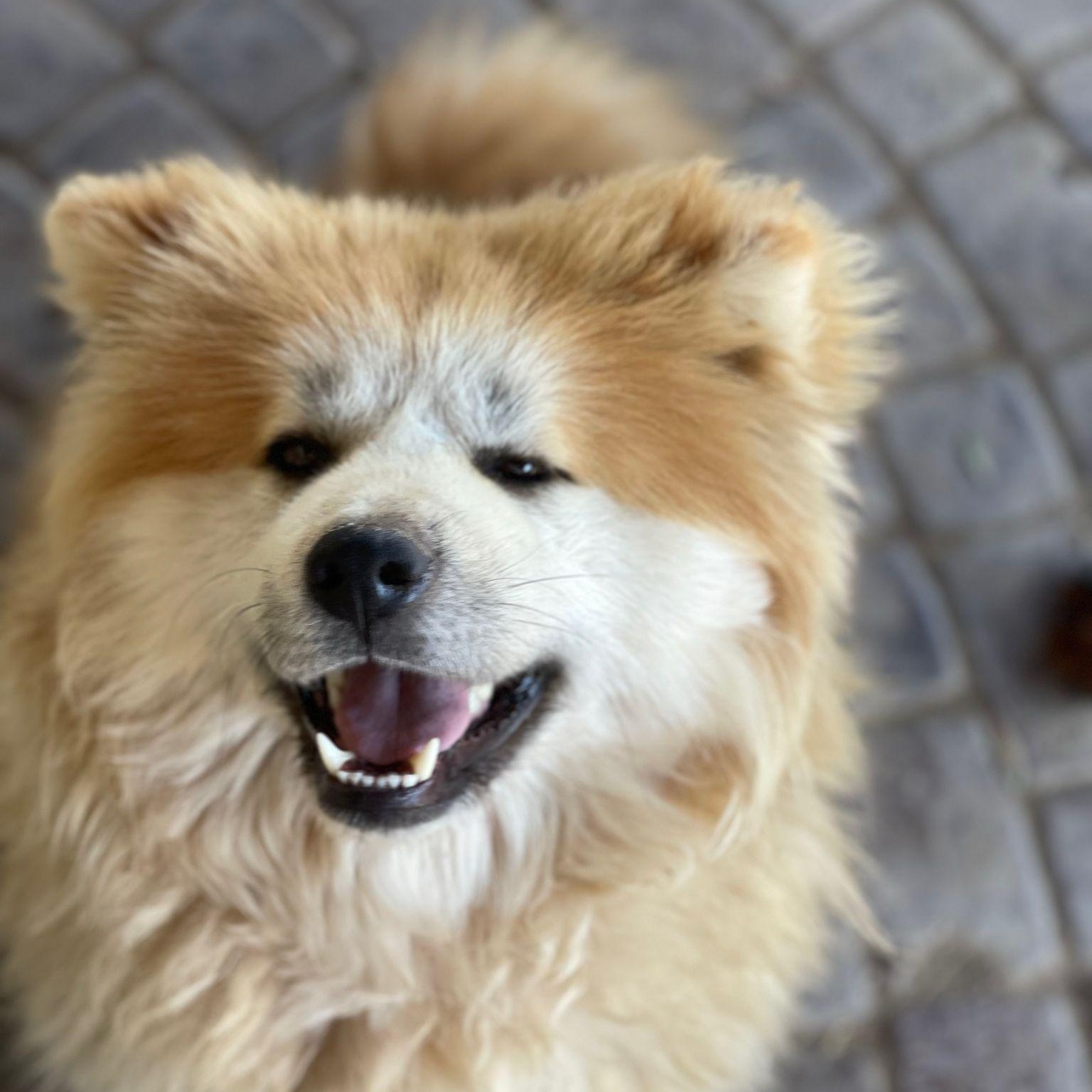 Mellow Mika, adopted, Adult Female Eurasier & Samoyed.