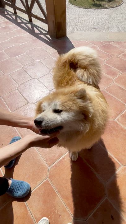 Enlarge Mellow Mika, an adopted mixed breed in Montreal , QC video 2/4