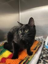 Rami, ADOPTABLE, Young Male Domestic Short Hair.