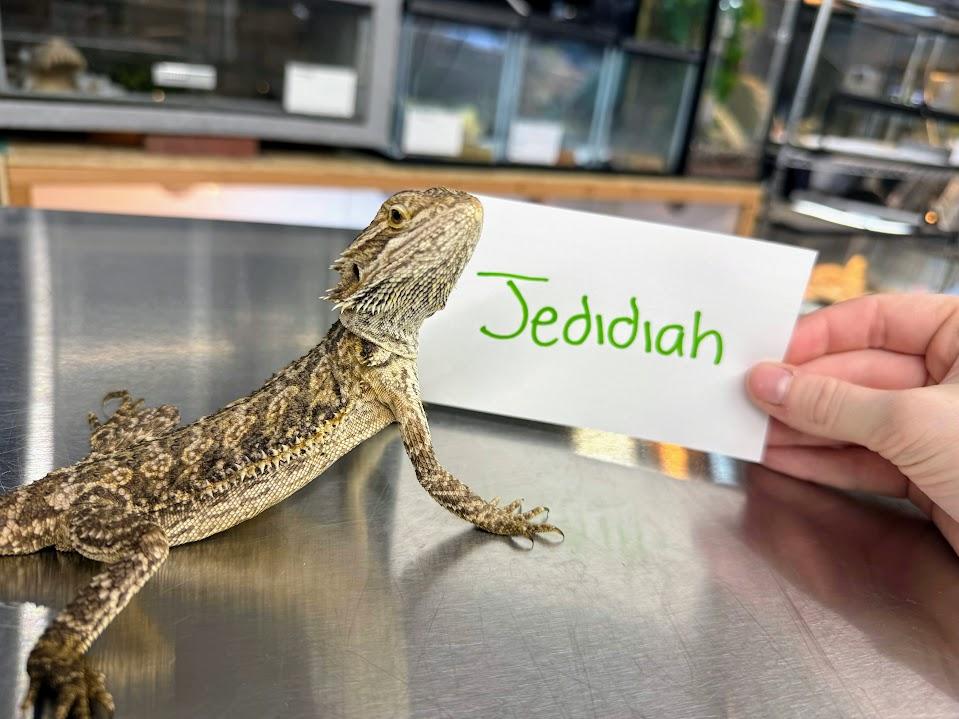 Jedidiah