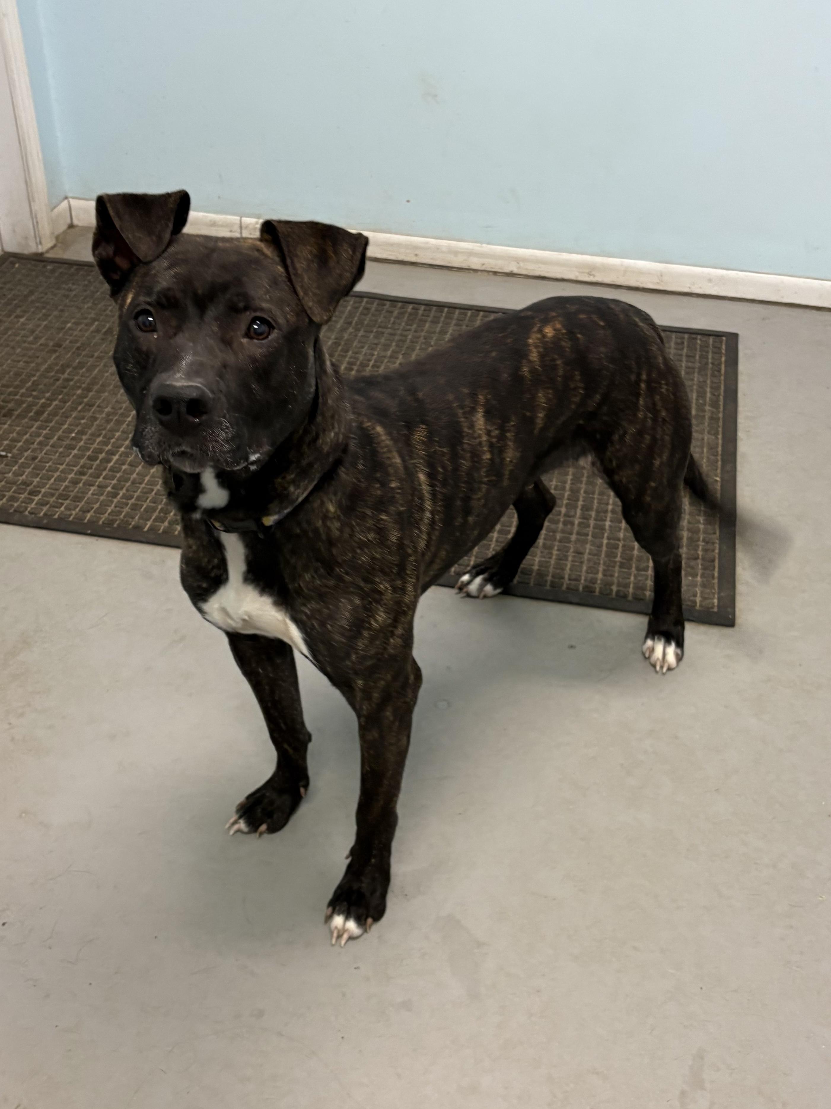 Mimi, ADOPTABLE, Young Female Mixed Breed.