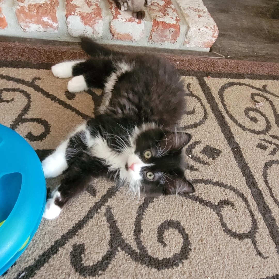 Cat for adoption PINKY, a Ragamuffin & Norwegian Forest Cat Mix in Escalon, CA Petfinder