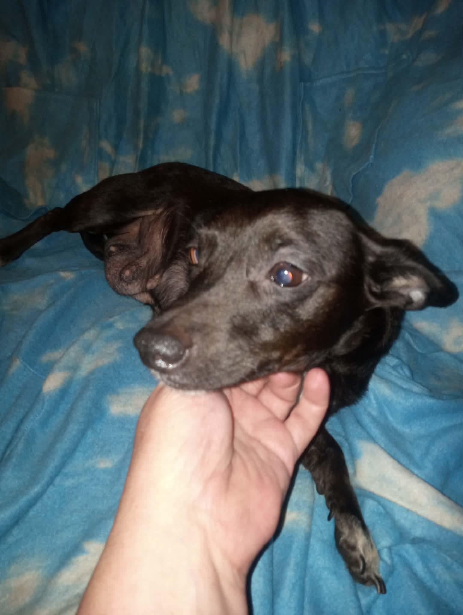 Butterfly, Adoptable, Adult Female Chihuahua.