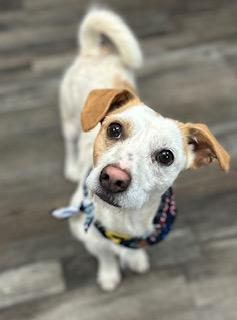 Jack — thumbnail 4